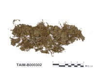 藏品(大葉提燈苔)的圖片